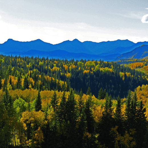 Forest_CCS (2)-1