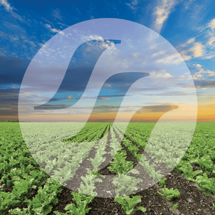 Sugarbeet field